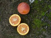 '德尔菲努'血橙Delfino blood orange