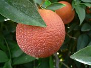 '德尔菲努'血橙Delfino blood orange