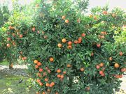 '德尔菲努'血橙Delfino blood orange