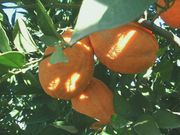 ‘多布尔菲纳’血橙'Doblefina' blood orange