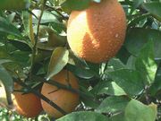 ‘多布尔菲纳’血橙'Doblefina' blood orange