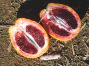 '多宝费那'血橙'Doblefina