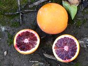 ‘摩洛’血橙'Moro' blood orange