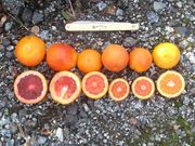 ‘摩洛’血橙'Moro' blood orange