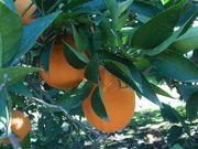 ‘摩洛’血橙'Moro' blood orange