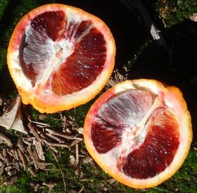 '摩洛'血橙'Moro' blood orange