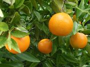 '桑吉耐洛皮努'血橙Sanguinello a Pignu blood orange