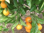 '露德红'血橙'Rhode Red' Valencia orange