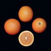 '露德红'血橙'Rhode Red' Valencia orange