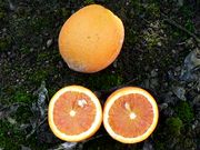 '红玉'血橙'Ruby' blood orange