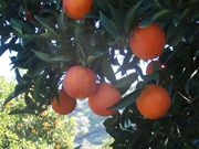 红玉'浅色血橙'Ruby' light blood orange