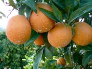 '红玉'血橙'Ruby' blood orange