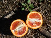 '红玉'血橙'Ruby' blood orange