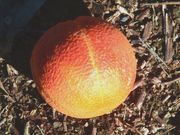 '红玉'浅色血橙 Ruby light blood orange