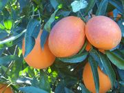 '桑吉耐利'血橙'Sanguinelli' blood orange