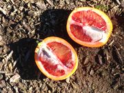 '桑吉内利'血橙'Sanguinelli' blood orange