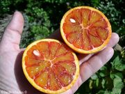 浅色血橙 Light blood orange