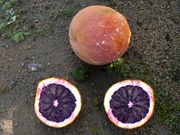 '史密斯红伏令夏'血橙Smith Red Valencia orange