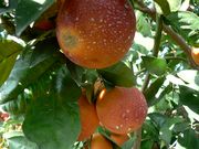 '史密斯红伏令夏'血橙Smith Red Valencia orange