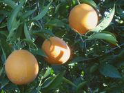 '塔罗科'血橙'Tarocco' blood orange