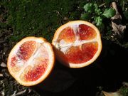 '塔罗科'血橙'Tarocco' blood orange