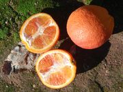 '特墨尔塔罗科'血橙'Thermal Tarocco' blood orange