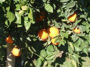 '特墨尔塔罗科'血橙'Thermal Tarocco' blood orange