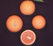 '瓦尼格利亚桑格诺'血橙'Vainiglia Sanguigno' blood orange