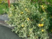 '杂色卡拉卡拉'血橙Variegated 'Cara Cara'