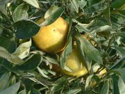 '杂色卡拉卡拉'血橙Variegated 'Cara Cara'