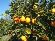 '华盛顿'浅色血橙washingtonsanguine