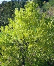 ‘阿伯斯窄叶酸橙Abers Narrow Leaf sour orange