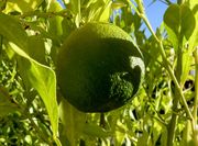 ‘阿伯斯窄叶酸橙Abers Narrow Leaf sour orange