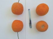 来自阿富汉的酸橙 A sour orange from Afghanistan