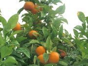 酸橙Sour orange, Citrus aurantium