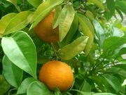 酸橙Sour orange, Citrus aurantium