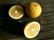 ‘倍加美’香檬Bergamot