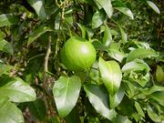 ‘倍加美’香檬Bergamot