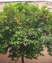 酸橙类Sour orange bigaradier