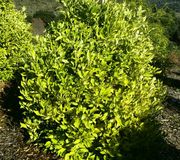 Bittersweet' sour orange