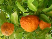 花束´酸橙Bouquet de Fleurs sour orange