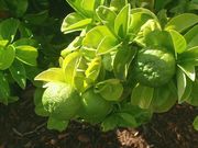 ´花束´酸橙'Bouquet de Fleurs' sour orange