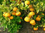 ‘菊代代’Kikudaidai, Citrus canaliculata