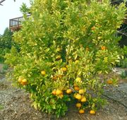 ‘菊代代’Kikudaidai, Citrus canaliculata