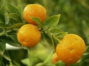 ‘奇诺托’Chinotto