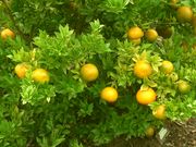 ‘奇诺托’Chinotto