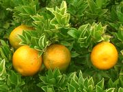 ‘奇诺托’酸橙Chinotto