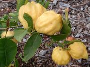 ‘角酸橙’Corniculata sour orange