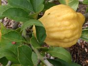 ‘角酸橙’Corniculata sour orange