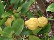 ‘科尼库拉塔’酸橙Corniculata sour orange